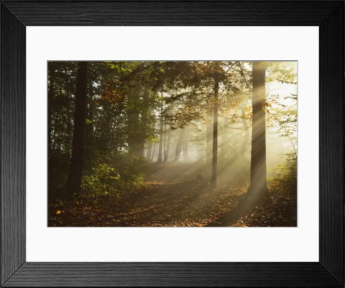 Framed Print : Morning fog in forest, Donautal (Danube Valley), near Beuron, Baden-Wurttemberg, Germany, Europe Framed Print : Morning fog in forest, Donautal (Danube Valley), near Beuron, Baden-Wurttemberg, Germany, Europe