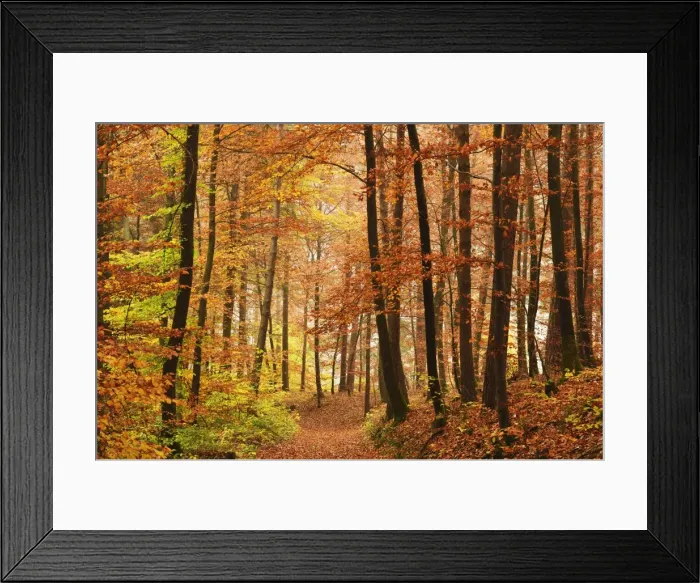 Framed Print : Autumn forest in the Neckar valley, near Villingen-Schwenningen, Baden-Wurttemberg, Germany, Europe Framed Print : Autumn forest in the Neckar valley, near Villingen-Schwenningen, Baden-Wurttemberg, Germany, Europe