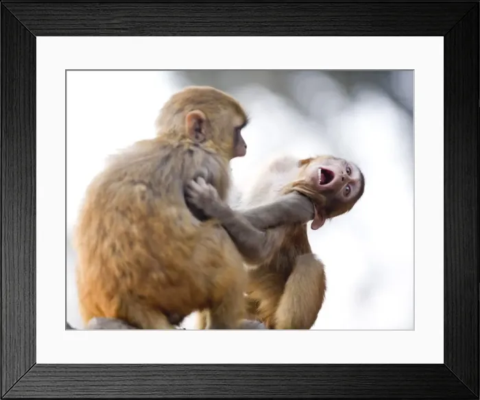 Framed Print : Monkeys at Pashupatinath Temple, Kathmandu, Nepal, Asia Framed Print : Monkeys at Pashupatinath Temple, Kathmandu, Nepal, Asia
