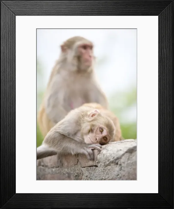 Framed Print : Swayambhu (Monkey Temple), Kathmandu, Nepal, Asia Framed Print : Swayambhu (Monkey Temple), Kathmandu, Nepal, Asia