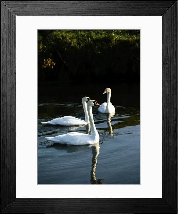 Framed Print : A family of mute swans (Cygnus olor) on the River Mark, Breda, North Brabant, The Netherlands (Holland), Europe Framed Print : A family of mute swans (Cygnus olor) on the River Mark, Breda, North Brabant, The Netherlands (Holland), Europe