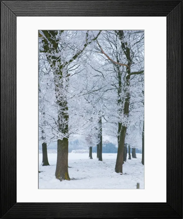 Framed Print : Trees covered with ice crystals, Breda, North Brabant, The Netherlands (Holland), Europe Framed Print : Trees covered with ice crystals, Breda, North Brabant, The Netherlands (Holland), Europe