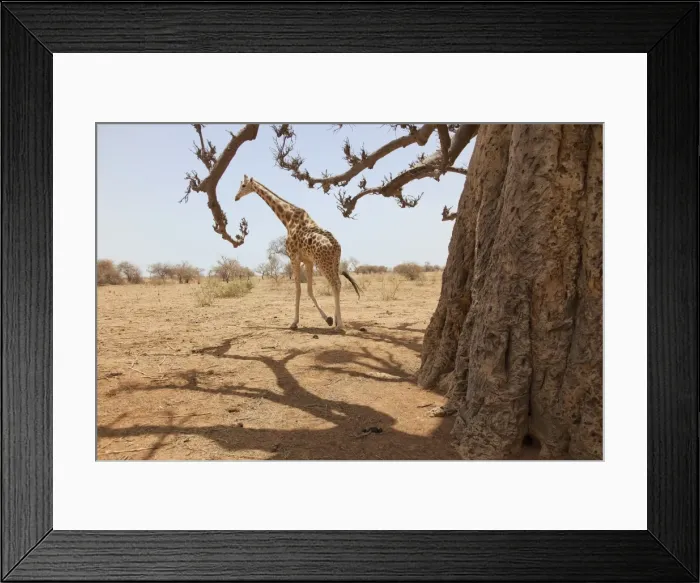 Framed Print : Giraffe in the park of Koure, 60 km east of Niamey, one of the last giraffes in West Africa after the drought of the seventies, they remain under the threat of deforestation, Niger, West Africa, Africa Framed Print : Giraffe in the park of Koure, 60 km east of Niamey, one of the last giraffes in West Africa after the drought of the seventies, they remain under the threat of deforestation, Niger, West Africa, Africa