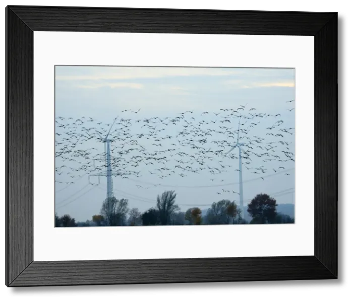 Framed Print : Common cranes (Eurasian cranes) (Grus grus) and pink footed geese (Anser brachyrhyncus) fly near pylons and wind turbines, Germany, Europe Framed Print : Common cranes (Eurasian cranes) (Grus grus) and pink footed geese (Anser brachyrhyncus) fly near pylons and wind turbines, Germany, Europe