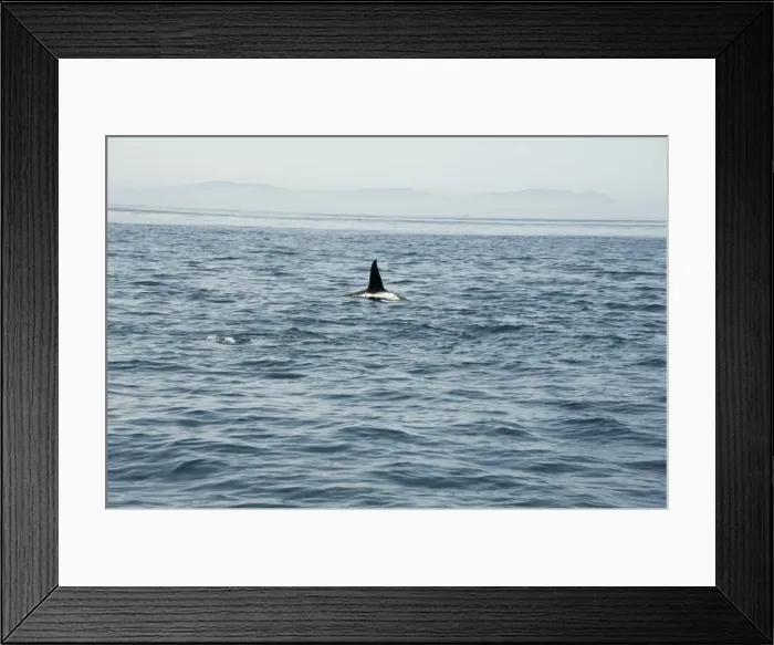 Framed Print : Large male orca in the Straits of Gibraltar, Europe Framed Print : Large male orca in the Straits of Gibraltar, Europe