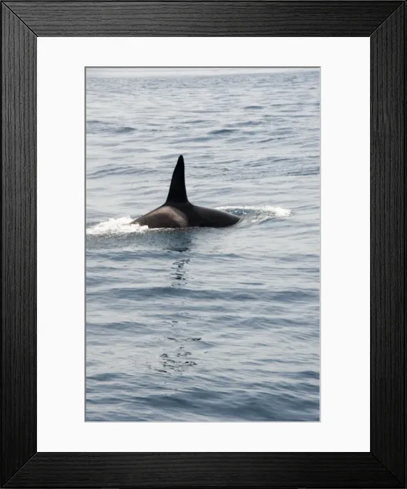 Framed Print : Orca (killer whale) in the Straits of Gibraltar, Europe Framed Print : Orca (killer whale) in the Straits of Gibraltar, Europe