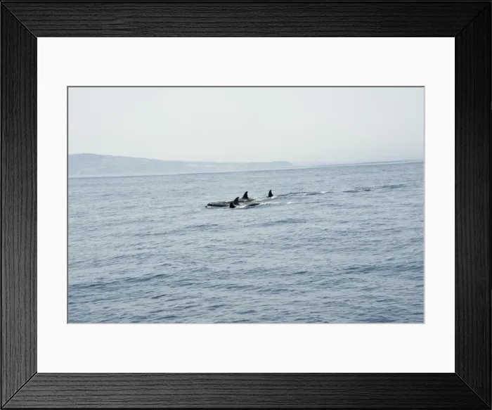 Framed Print : Orcas in the Straits of Gibraltar, Europe Framed Print : Orcas in the Straits of Gibraltar, Europe