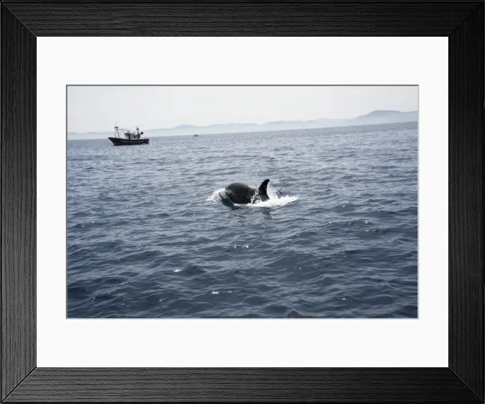 Framed Print : Orca and fishing boats in the Straits of Gibraltar, Europe Framed Print : Orca and fishing boats in the Straits of Gibraltar, Europe