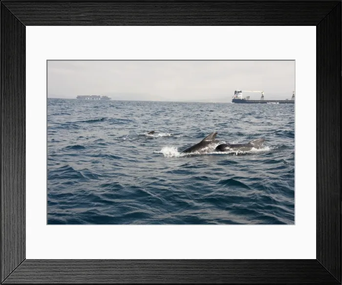 Framed Print : Pilot whales in the Straits of Gibraltar, Europe Framed Print : Pilot whales in the Straits of Gibraltar, Europe