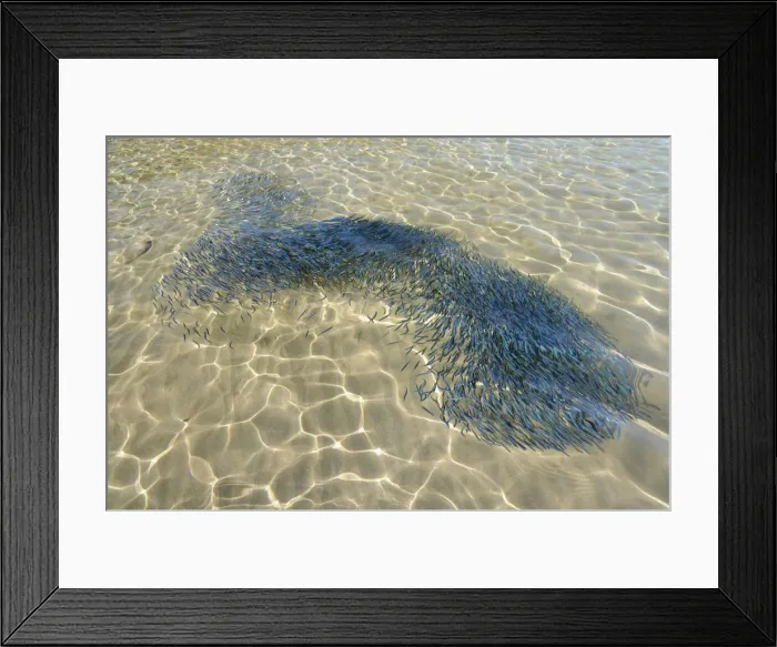 Framed Print : Confused shoal of young sardines (Sardina pilchardus) swimming in a shallow bay viewed from above water, Lesbos (Lesvos), Greek Islands, Greece, Europe Framed Print : Confused shoal of young sardines (Sardina pilchardus) swimming in a shallow bay viewed from above water, Lesbos (Lesvos), Greek Islands, Greece, Europe