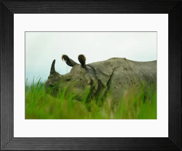 Framed Print : One horned rhinoceros in Kaziranga National Park, Assam, India, Asia Framed Print : One horned rhinoceros in Kaziranga National Park, Assam, India, Asia