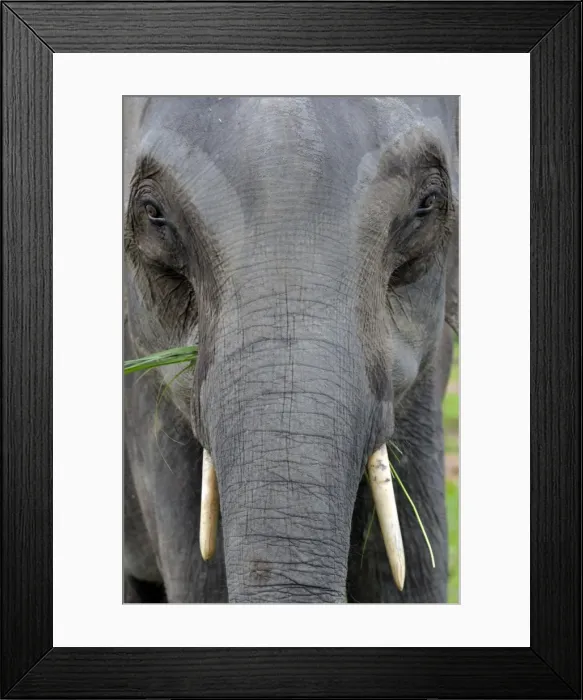 Framed Print : Asian elephant, Kaziranga, Assam, India, Asia Framed Print : Asian elephant, Kaziranga, Assam, India, Asia