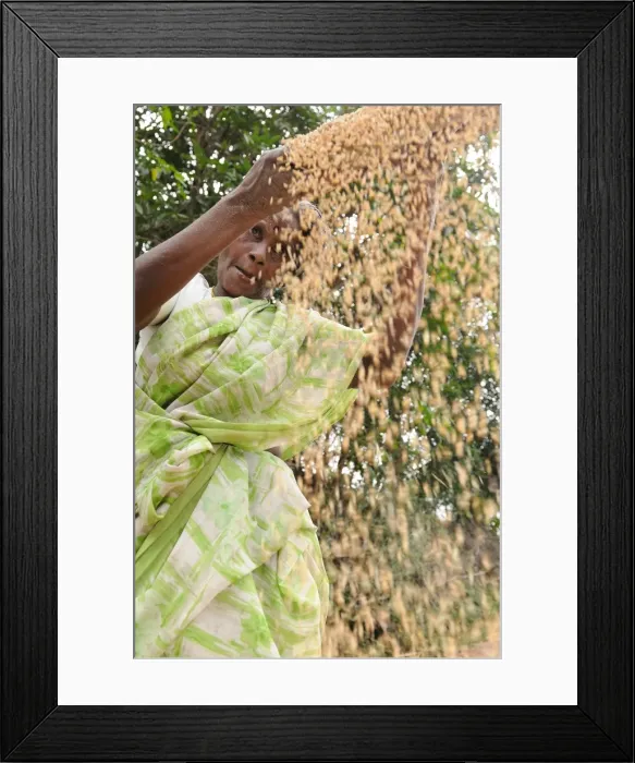 Framed Print : Sieving grains in rural India, Trissur, Tamil Nadu, India, Asia Framed Print : Sieving grains in rural India, Trissur, Tamil Nadu, India, Asia