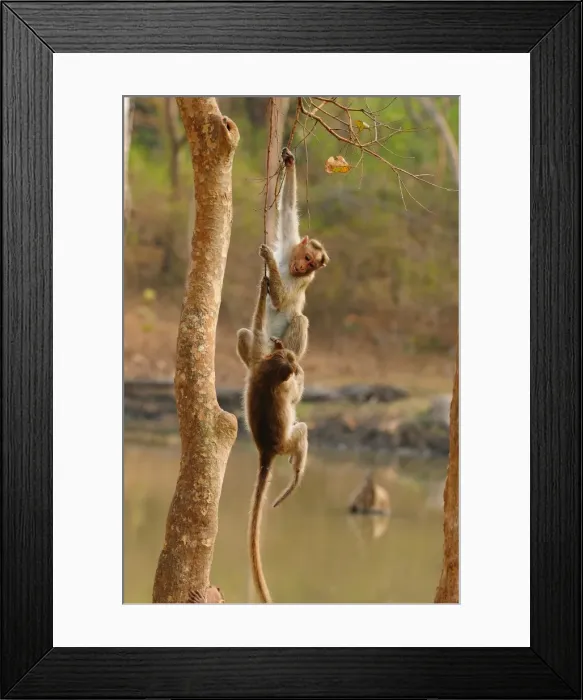Framed Print : Bonnett Macaques playing, Karnataka, India, Asia Framed Print : Bonnett Macaques playing, Karnataka, India, Asia