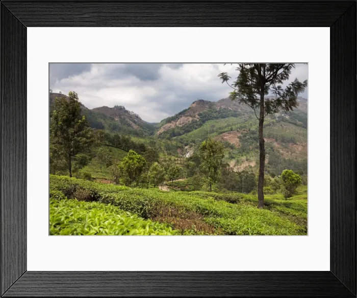 Framed Print : Tea plantations in the mountains of Munnar, Kerala, India, Asia Framed Print : Tea plantations in the mountains of Munnar, Kerala, India, Asia