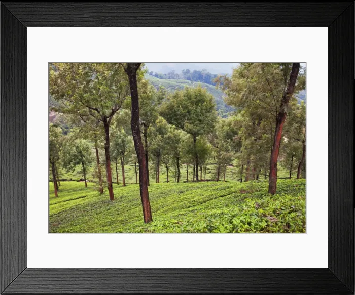 Framed Print : Tea plantations in Munnar, Kerala, India, Asia Framed Print : Tea plantations in Munnar, Kerala, India, Asia