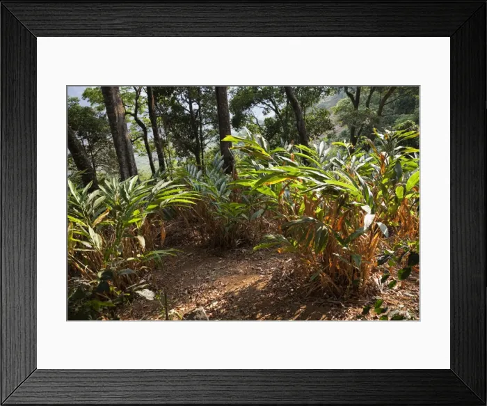 Framed Print : Cardamom plantation in the mountains of Munnar, Kerala, India, Asia Framed Print : Cardamom plantation in the mountains of Munnar, Kerala, India, Asia