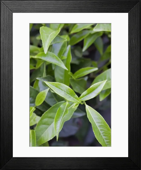 Framed Print : Tea leaves growing in a tea plantation in the mountains of Munnar, Kerala, India, Asia Framed Print : Tea leaves growing in a tea plantation in the mountains of Munnar, Kerala, India, Asia