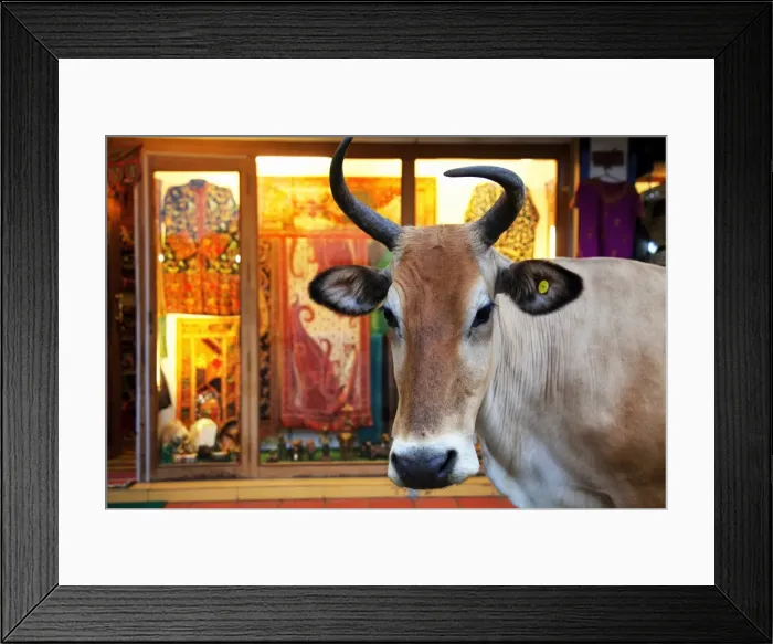 Framed Print : Cow outside a shop in the street in Thekkady, Kerala, India, Asia Framed Print : Cow outside a shop in the street in Thekkady, Kerala, India, Asia