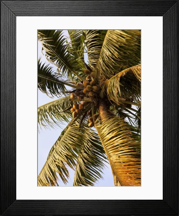 Framed Print : Coconut palm, Kerala, India, Asia Framed Print : Coconut palm, Kerala, India, Asia
