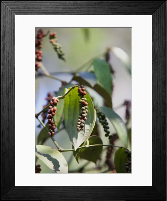 Framed Print : Peppercorn plant, Kerala, India, Asia Framed Print : Peppercorn plant, Kerala, India, Asia