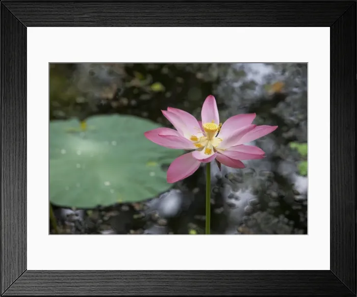 Framed Print : Lotus flower (water lily), Kerala, India, Asia Framed Print : Lotus flower (water lily), Kerala, India, Asia