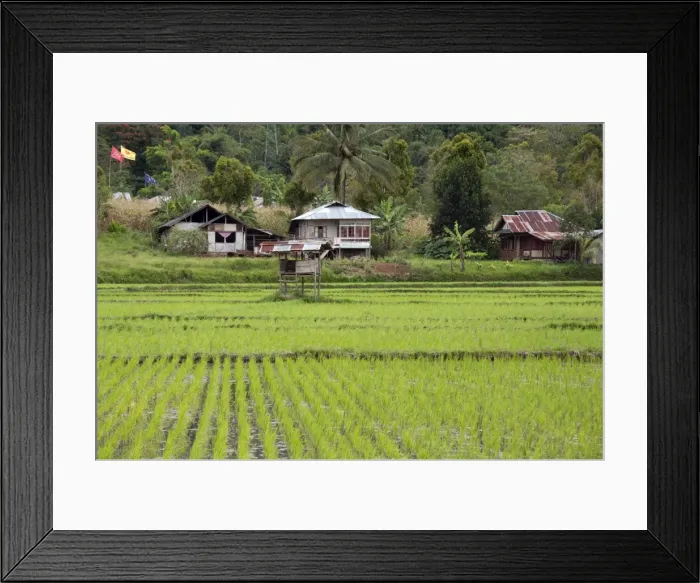 Framed Print : Rice paddy field, Sulawesi, Indonesia, Southeast Asia, Asia Framed Print : Rice paddy field, Sulawesi, Indonesia, Southeast Asia, Asia
