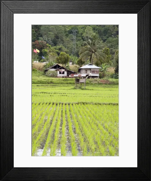 Framed Print : Rice paddy field, Sulawesi, Indonesia, Southeast Asia, Asia Framed Print : Rice paddy field, Sulawesi, Indonesia, Southeast Asia, Asia