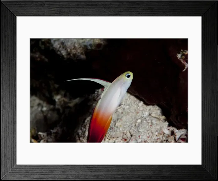 Framed Print : Fire dartfish (Nemateleotris magnifica), Komodo, Indonesia, Southeast Asia, Asia Framed Print : Fire dartfish (Nemateleotris magnifica), Komodo, Indonesia, Southeast Asia, Asia