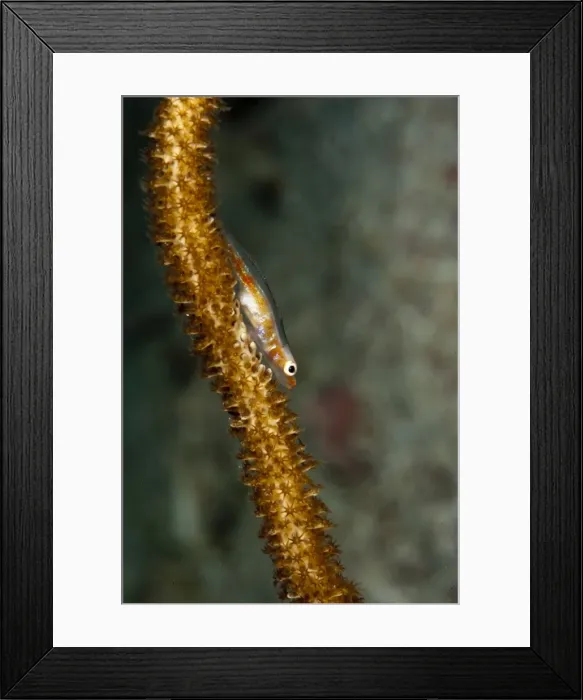 Framed Print : Translucent coral goby (Bryaninops erythrops), Komodo, Indonesia, Southeast Asia, Asia Framed Print : Translucent coral goby (Bryaninops erythrops), Komodo, Indonesia, Southeast Asia, Asia