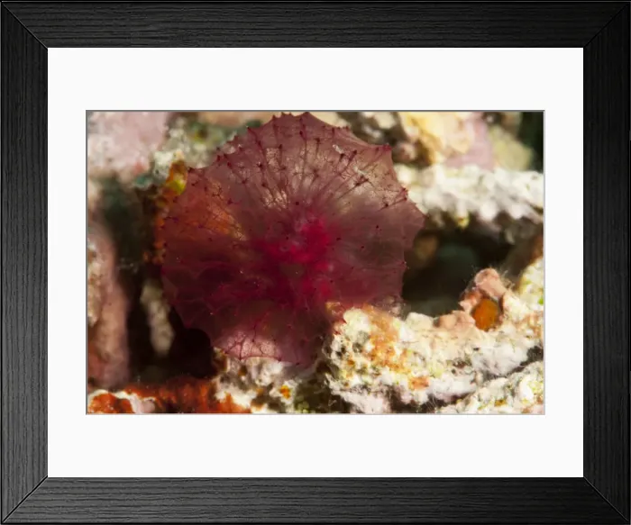 Framed Print : Red algae, Komodo, Indonesia, Southeast Asia, Asia Framed Print : Red algae, Komodo, Indonesia, Southeast Asia, Asia
