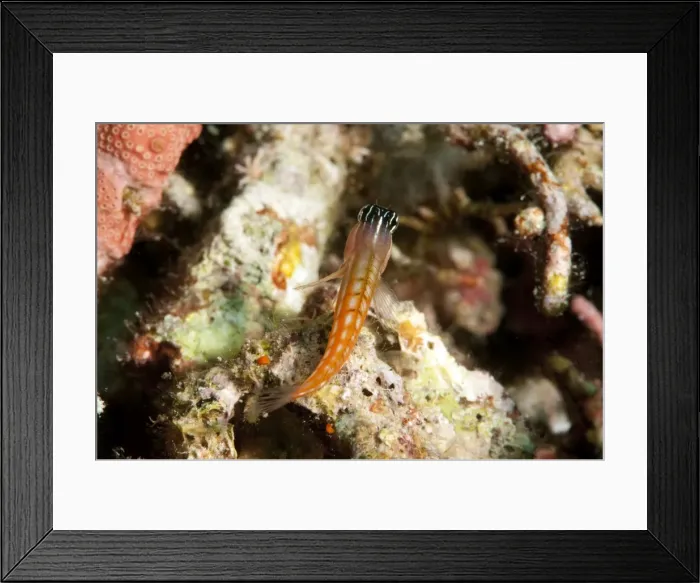 Framed Print : Baths blenny (Ecsenius bathi), localized, Komodo, Indonesia, Southeast Asia, Asia Framed Print : Baths blenny (Ecsenius bathi), localized, Komodo, Indonesia, Southeast Asia, Asia