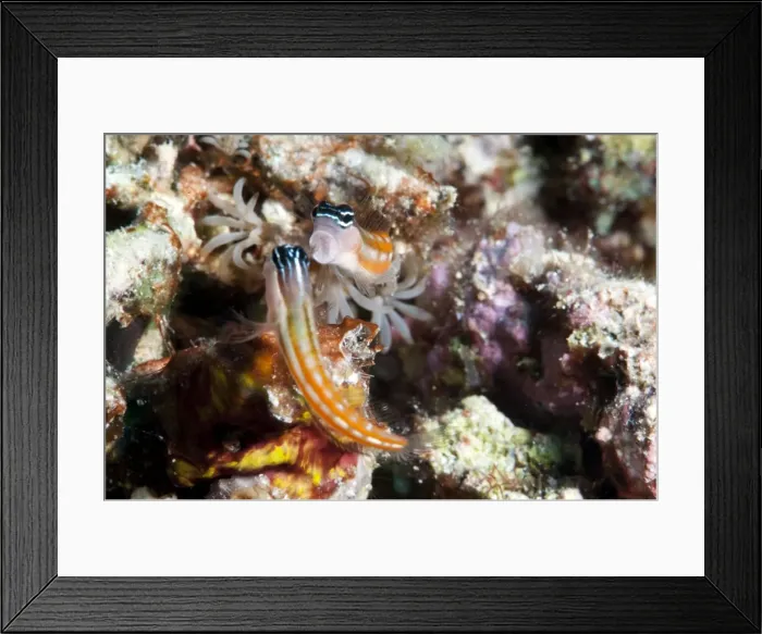 Framed Print : Baths blenny (Ecsenius bathi), localized, fighting, Komodo, Indonesia, Southeast Asia, Asia Framed Print : Baths blenny (Ecsenius bathi), localized, fighting, Komodo, Indonesia, Southeast Asia, Asia