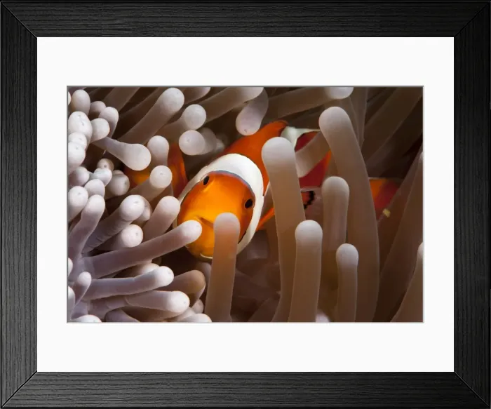 Framed Print : Clarks anemonefish (Amphiprion clarkii), Komodo, Indonesia, Southeast Asia, Asia Framed Print : Clarks anemonefish (Amphiprion clarkii), Komodo, Indonesia, Southeast Asia, Asia
