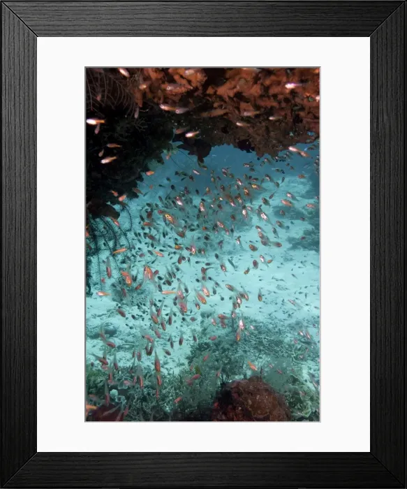 Framed Print : School of glassfish, Komodo, Indonesia, Southeast Asia, Asia Framed Print : School of glassfish, Komodo, Indonesia, Southeast Asia, Asia