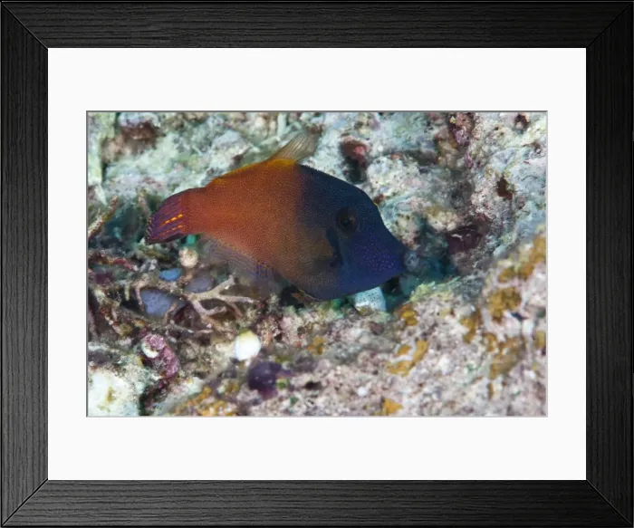 Framed Print : Orange tail filefish (Pervagor aspriaudus), Komodo, Indonesia, Southeast Asia, Asia Framed Print : Orange tail filefish (Pervagor aspriaudus), Komodo, Indonesia, Southeast Asia, Asia