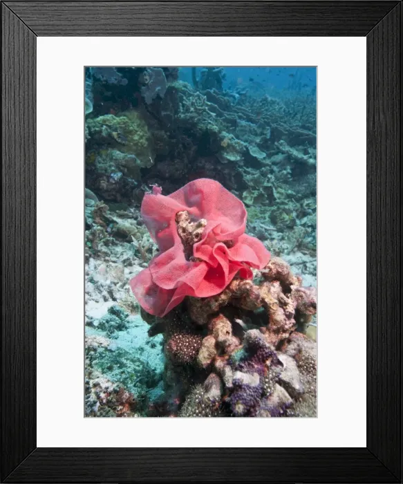 Framed Print : Nudibranch eggs, Komodo, Indonesia, Southeast Asia, Asia Framed Print : Nudibranch eggs, Komodo, Indonesia, Southeast Asia, Asia