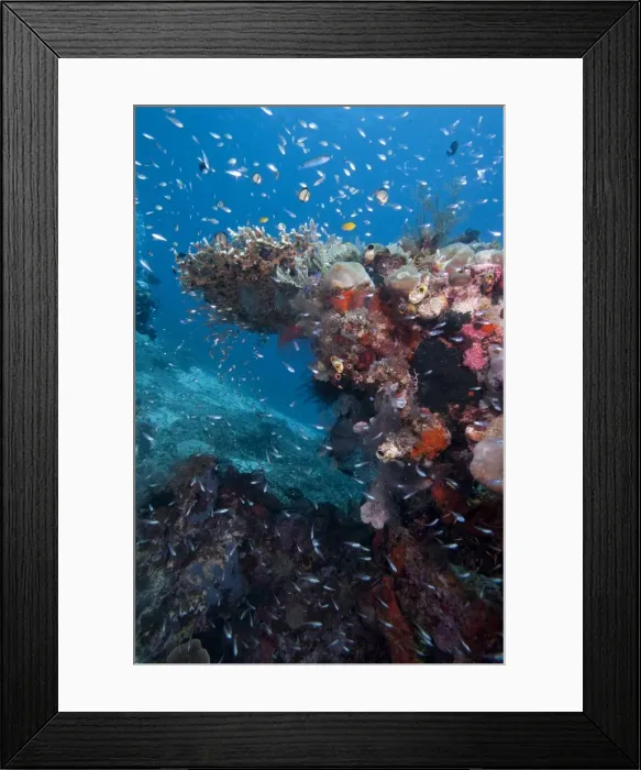 Framed Print : Reef scene, Komodo, Indonesia, Southeast Asia, Asia Framed Print : Reef scene, Komodo, Indonesia, Southeast Asia, Asia
