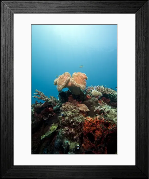 Framed Print : Reef scene with soft coral, Komodo, Indonesia, Southeast Asia, Asia Framed Print : Reef scene with soft coral, Komodo, Indonesia, Southeast Asia, Asia