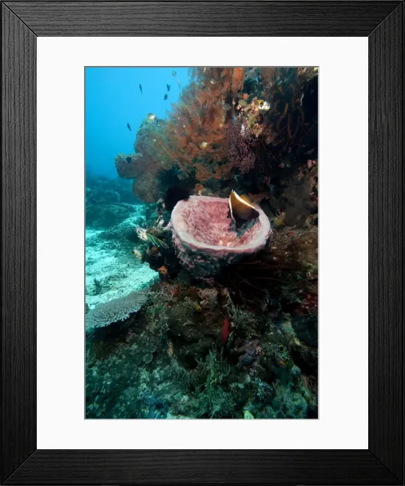 Framed Print : Humphead bannerfish (Heniochus varius) in a giant vase sponge, Komodo, Indonesia, Southeast Asia, Asia Framed Print : Humphead bannerfish (Heniochus varius) in a giant vase sponge, Komodo, Indonesia, Southeast Asia, Asia