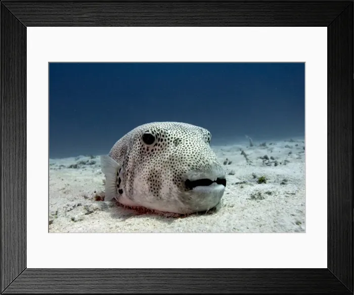 Framed Print : Star pufferfish (Arothron stellatus), Komodo, Indonesia, Southeast Asia, Asia Framed Print : Star pufferfish (Arothron stellatus), Komodo, Indonesia, Southeast Asia, Asia