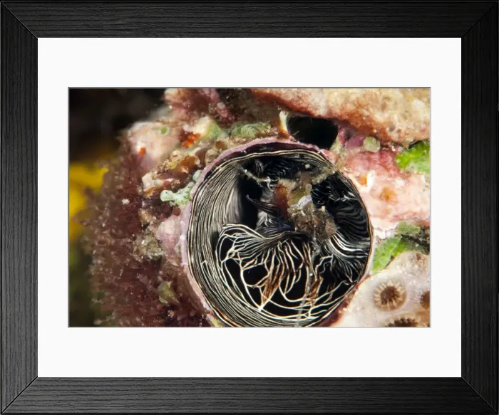 Framed Print : Inside of a tube worm, Komodo, Indonesia, Southeast Asia, Asia Framed Print : Inside of a tube worm, Komodo, Indonesia, Southeast Asia, Asia