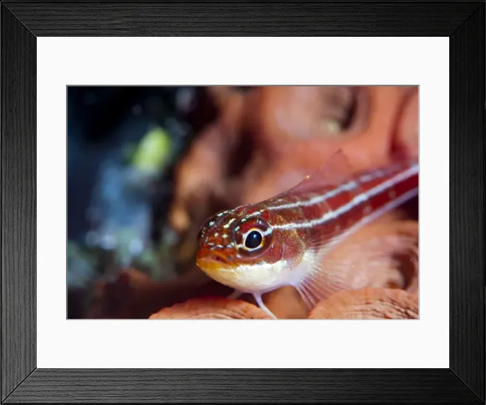 Framed Print : Neon triplefin (Helcogramma striata), Komodo, Indonesia, Southeast Asia, Asia Framed Print : Neon triplefin (Helcogramma striata), Komodo, Indonesia, Southeast Asia, Asia