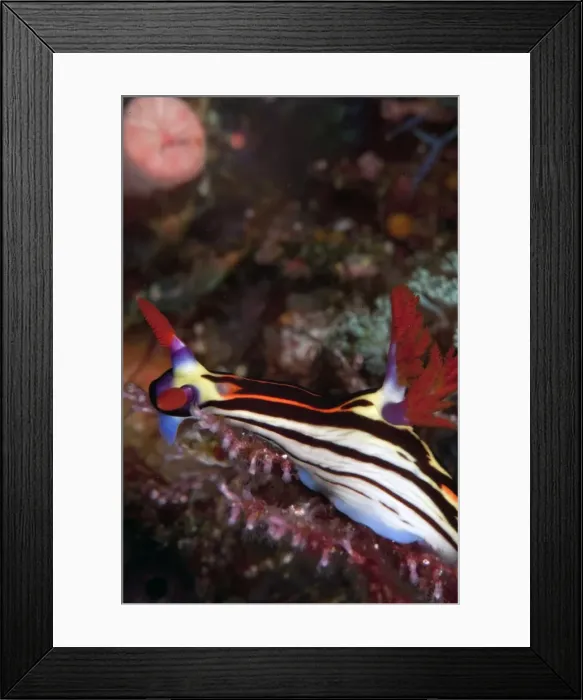 Framed Print : Nembrotha purpureolineata nudibranch, Komodo, Indonesia, Southeast Asia, Asia Framed Print : Nembrotha purpureolineata nudibranch, Komodo, Indonesia, Southeast Asia, Asia