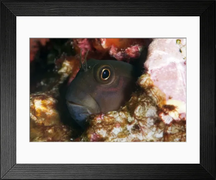 Framed Print : Yellow tailed blenny (Ecsenius namiyei), Komodo, Indonesia, Southeast Asia, Asia Framed Print : Yellow tailed blenny (Ecsenius namiyei), Komodo, Indonesia, Southeast Asia, Asia