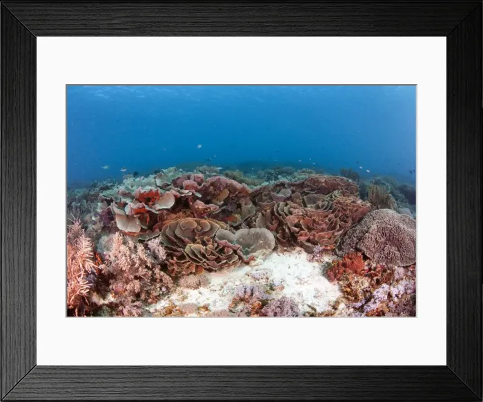 Framed Print : Turbinaria reniformis hard coral, Komodo, Indonesia, Southeast Asia, Asia Framed Print : Turbinaria reniformis hard coral, Komodo, Indonesia, Southeast Asia, Asia