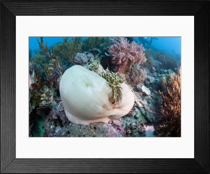 Framed Print : White anemone mantle, Komodo, Indonesia, Southeast Asia, Asia Framed Print : White anemone mantle, Komodo, Indonesia, Southeast Asia, Asia