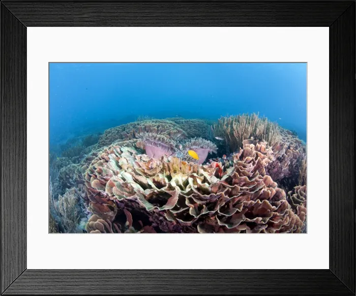 Framed Print : Hard coral reef scene, Komodo, Indonesia, Southeast Asia, Asia Framed Print : Hard coral reef scene, Komodo, Indonesia, Southeast Asia, Asia