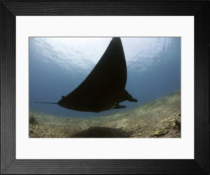 Framed Print : Manta ray over rubble reef, Komodo, Indonesia, Southeast Asia, Asia Framed Print : Manta ray over rubble reef, Komodo, Indonesia, Southeast Asia, Asia