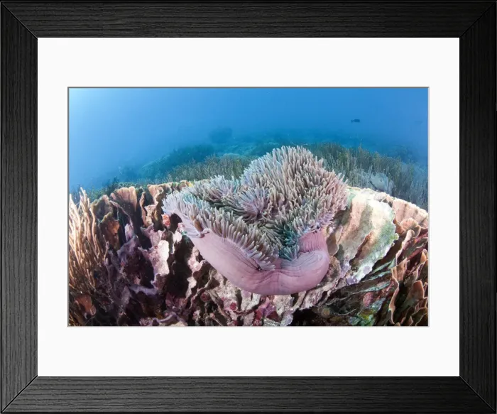 Framed Print : Large purple anemone on hard coral, Komodo, Indonesia, Southeast Asia, Asia Framed Print : Large purple anemone on hard coral, Komodo, Indonesia, Southeast Asia, Asia